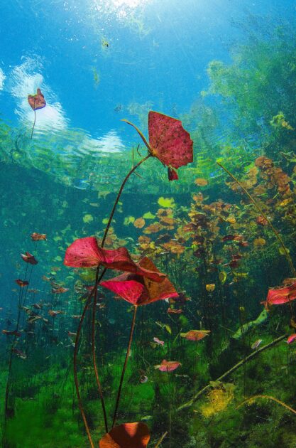 色とりどりの水中の花が見られるセノーテ・カーウォッシュ（アクトゥンハ）